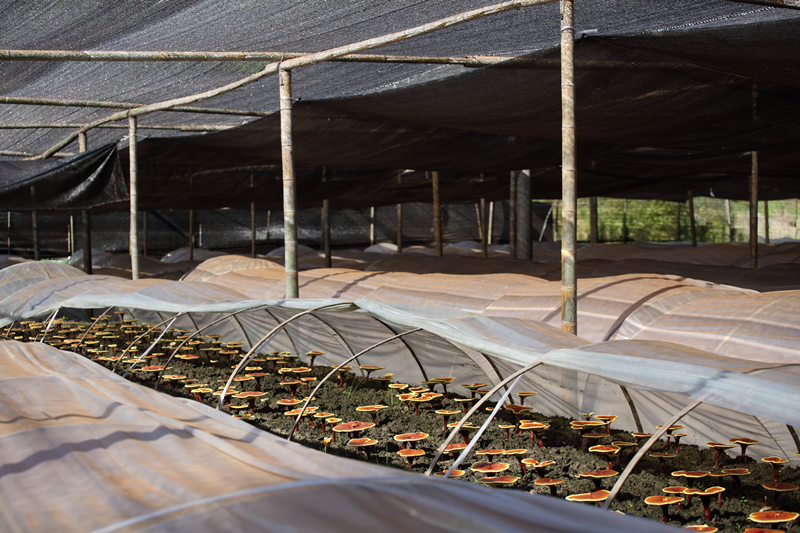 圖片4.png 圖片4.png